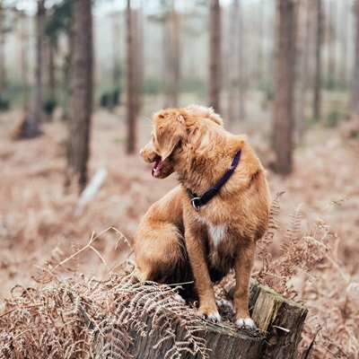 How Dogs Can Be Useful: When and Why to Use Canines in Your Field Work