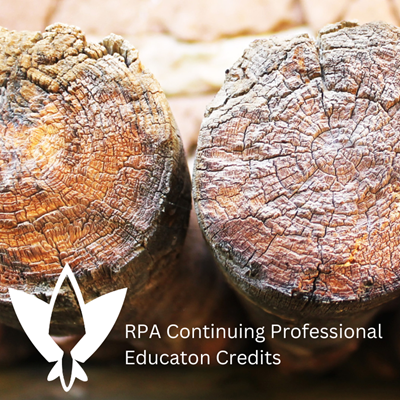 Tree-Ring Dating in the US Southwest and Beyond: An Introduction to Dendrochronological Methods, Practical Applications, and Case Studies from the Field and Laboratory [Deeper Digs]