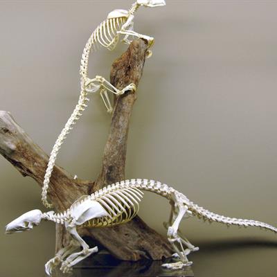 Quantification in Zooarchaeology: Calculating and Critiquing NISP, MNI, and MNE